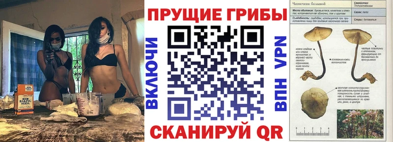 Купить где  Кораблино  Псилоцибиновые грибы Psilocybine cubensis 